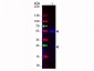 Anti-Human IgG (H&L)  (Fluorescein Conjugated) Secondary Antibody